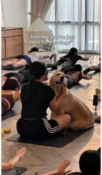 A golden retriever leans on a guest during class