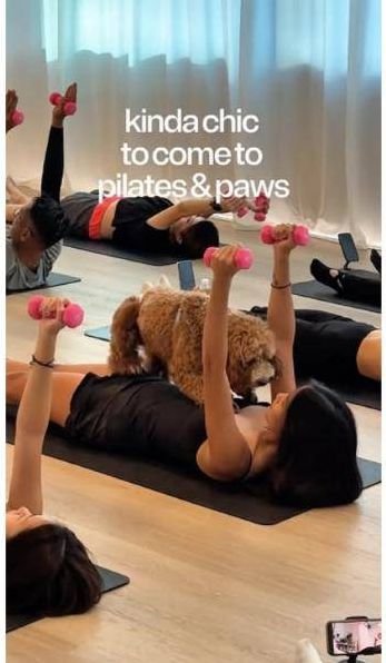 A cavoodle climbs over a guest during an arm series