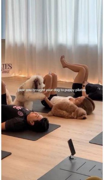 A fluffy dog wanders over to guests lying on their mats